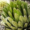 Agave_viktoria_reginae