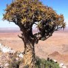 Aloe_dichotoma