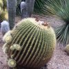 CACTI_4