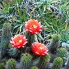 CACTI_5