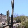 Cereus-Arizona