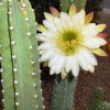 Cereus_2