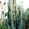 Cereus_peruvians