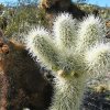 Cholla