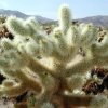 Cholla_1