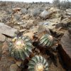 Copiapoa_calderana