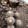 Copiapoa_cinerea_v_albispi