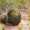 Echinocactus