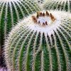Echinocactus_grussonii_3