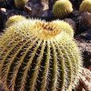 Echinocactus_grussonii_4