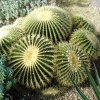 Echinocactus_grussonii_5