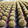 Echinocactus_grussonii_6