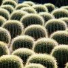 Echinocactus_grussonii_7