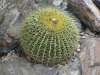 Echinocactus_grussonii_8