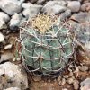 Echinocactus_horizonthalonius