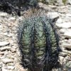 Echinocactus_horizonthalonius_1