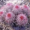 Echinocactus_polycephalus
