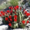 Echinocereus_coccineus