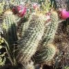 Echinocereus_fasciculatus