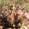 Echinocereus_nicholiian_Mammillari_microcarpa