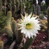 Echinopsis_1