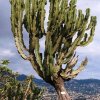 Euphorbia_ingens