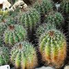 Ferocactus_flavovirens_2