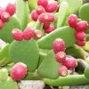 Opuntia