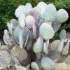 Opuntia_5