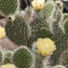 Opuntia_flowers