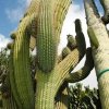 Trichocereus_pasacana