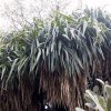 Yucca_elephantipes
