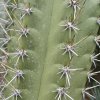cactus_2