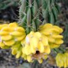 cholla-6