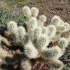 cholla_2