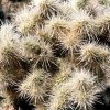 cholla_4