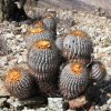 copiapoa_cinerea_ssp_haseltoniana