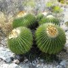 echinocactus_platyacanthus