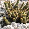 echinopsis