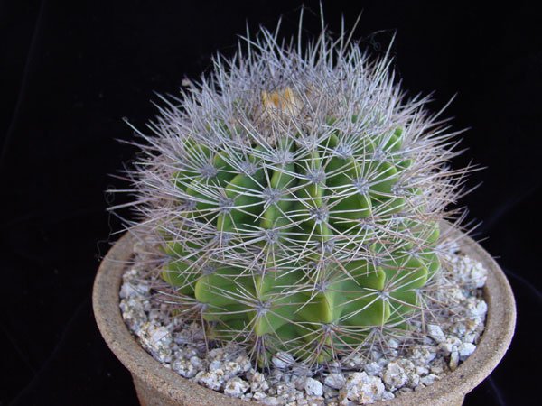 Acanthocalycium_klimpelianum