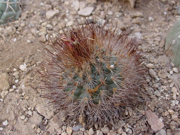 Acharagma_aguirreana