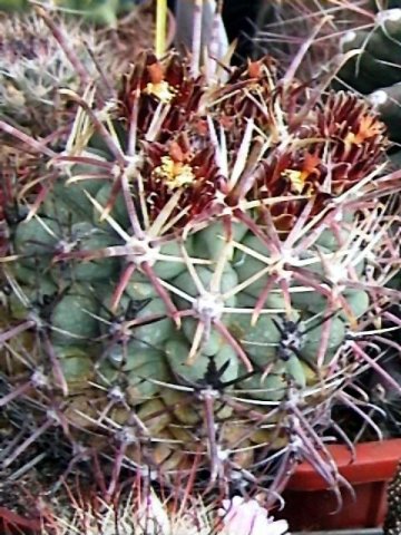 Ancistrocactus_crassihamatus
