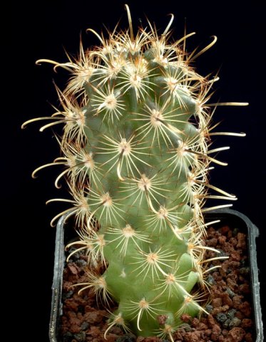 Ancistrocactus_scherii