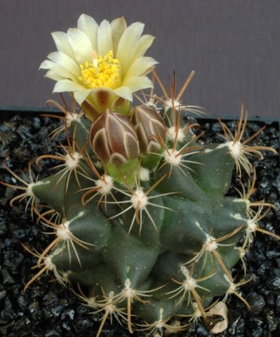 Ancistrocactus_tobuschii
