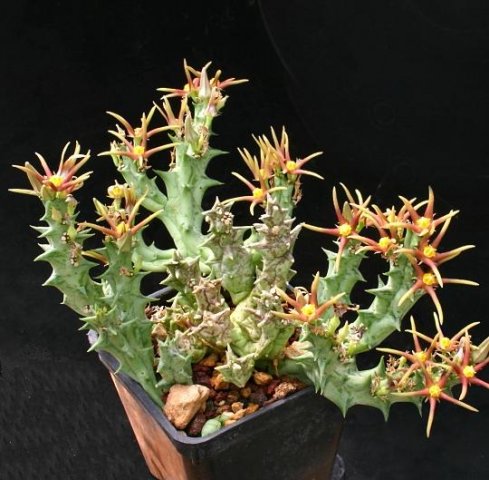 Angolluma_meintjesiana_1