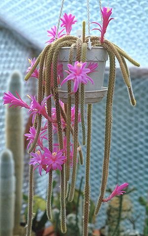 Aporocactus_flagelliformis