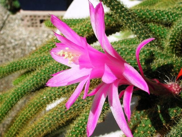 Aporocactus_flagelliformis_1