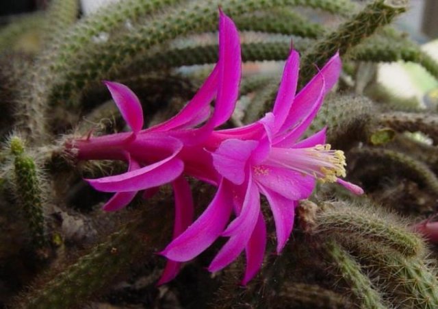 Aporocactus_flagelliformis_2