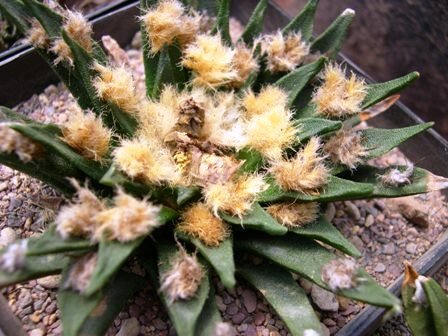 Ariocarpus_agavoides