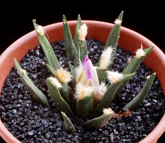 Ariocarpus_agavoides_1